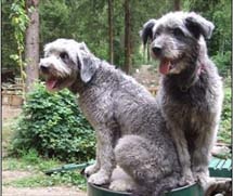 Hunde und Hotel Hotel Mair am Ort in Dorf Tirol