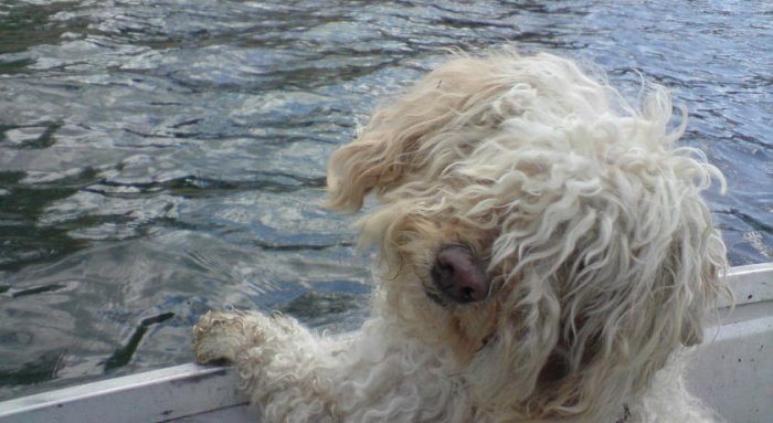  Öffne Detailseite Hundefreundliches Hotel Sport in Levico Terme (TN) 