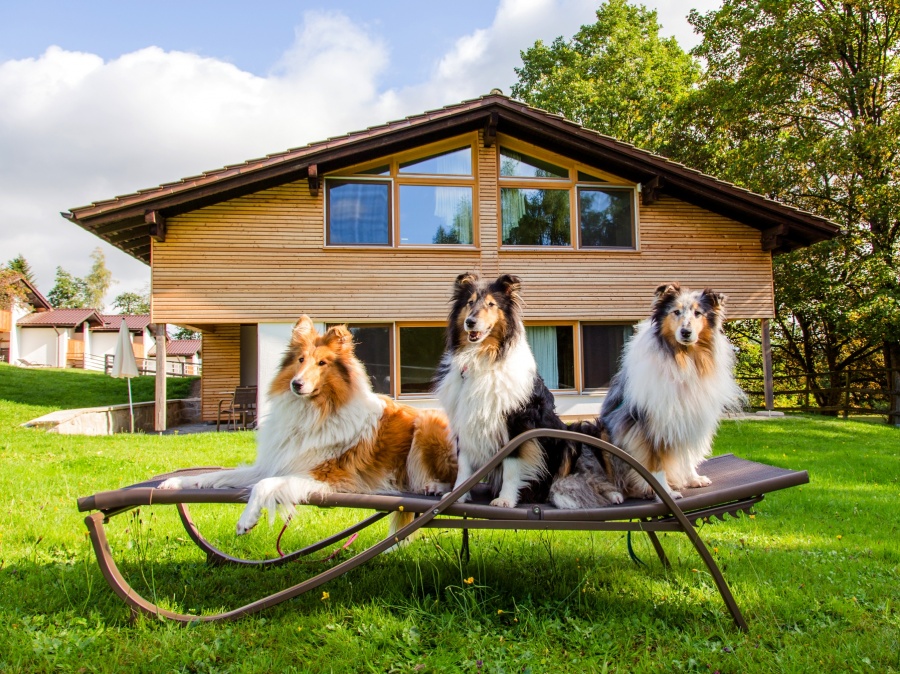 Übernachten im hundefreundlichen Hotel in Neukirchen vorm Wald