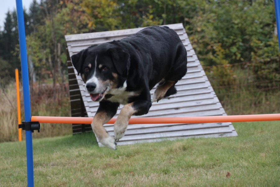 Übernachten im hundefreundlichen Hotel in Philippsreut - Mitterfirmiansreut